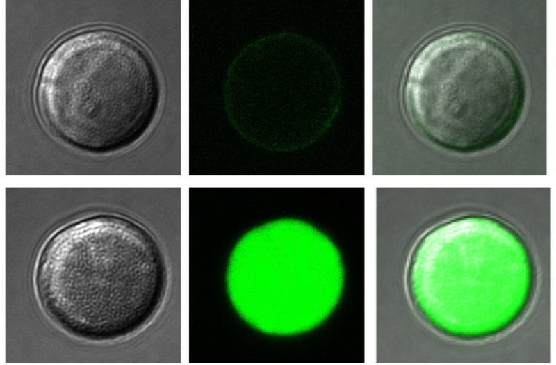 About Transil technology