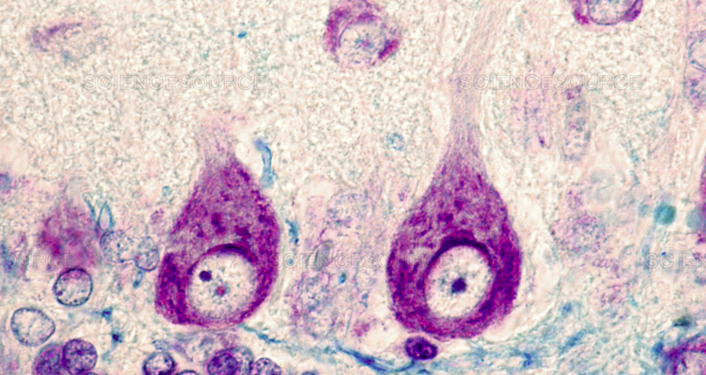 Purkinje neurons microscopic view