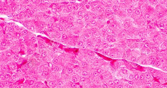 Sovicell microsomal kit
